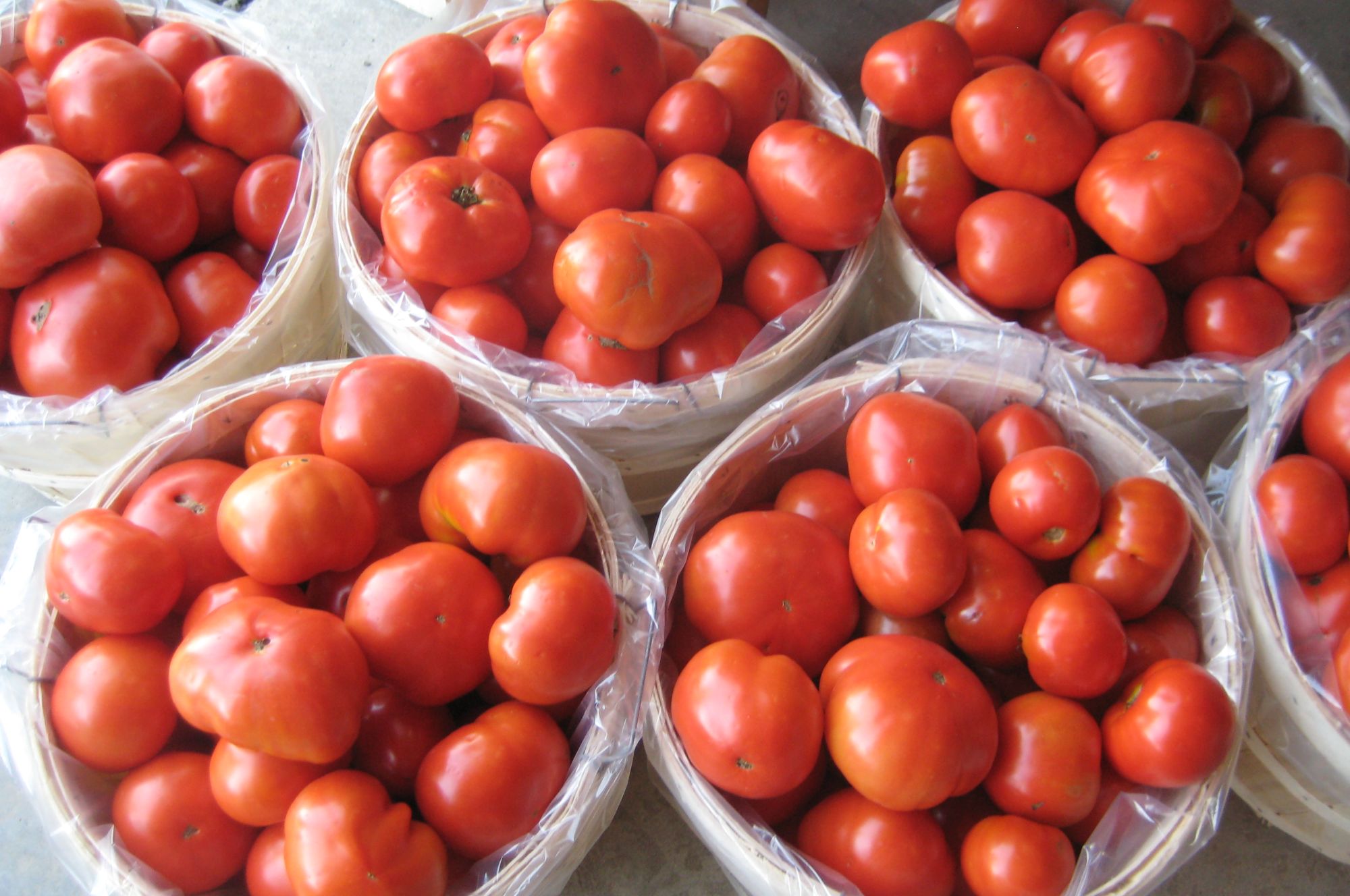 Canning Tomatoes