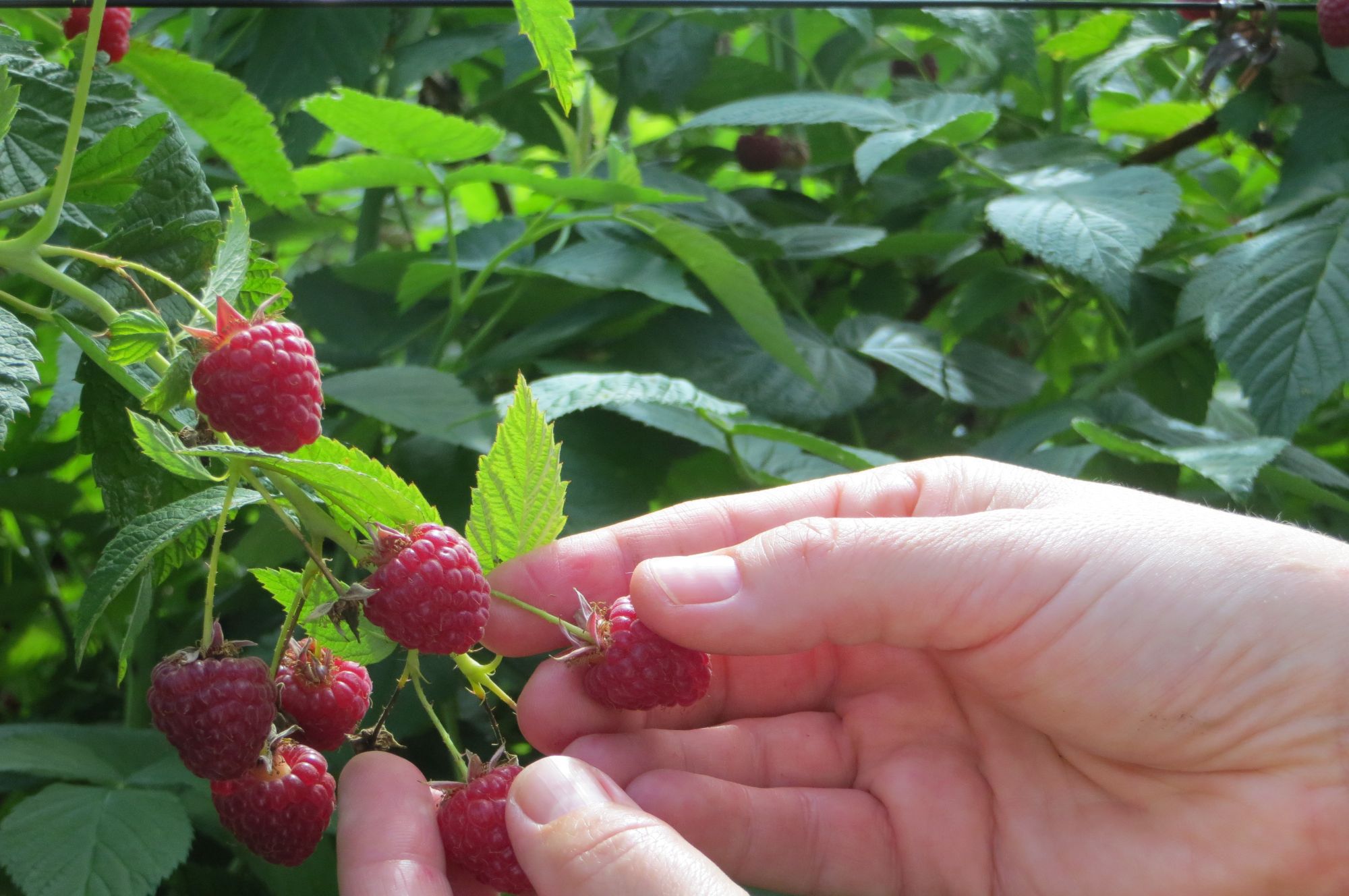 Raspberry Picking Tips