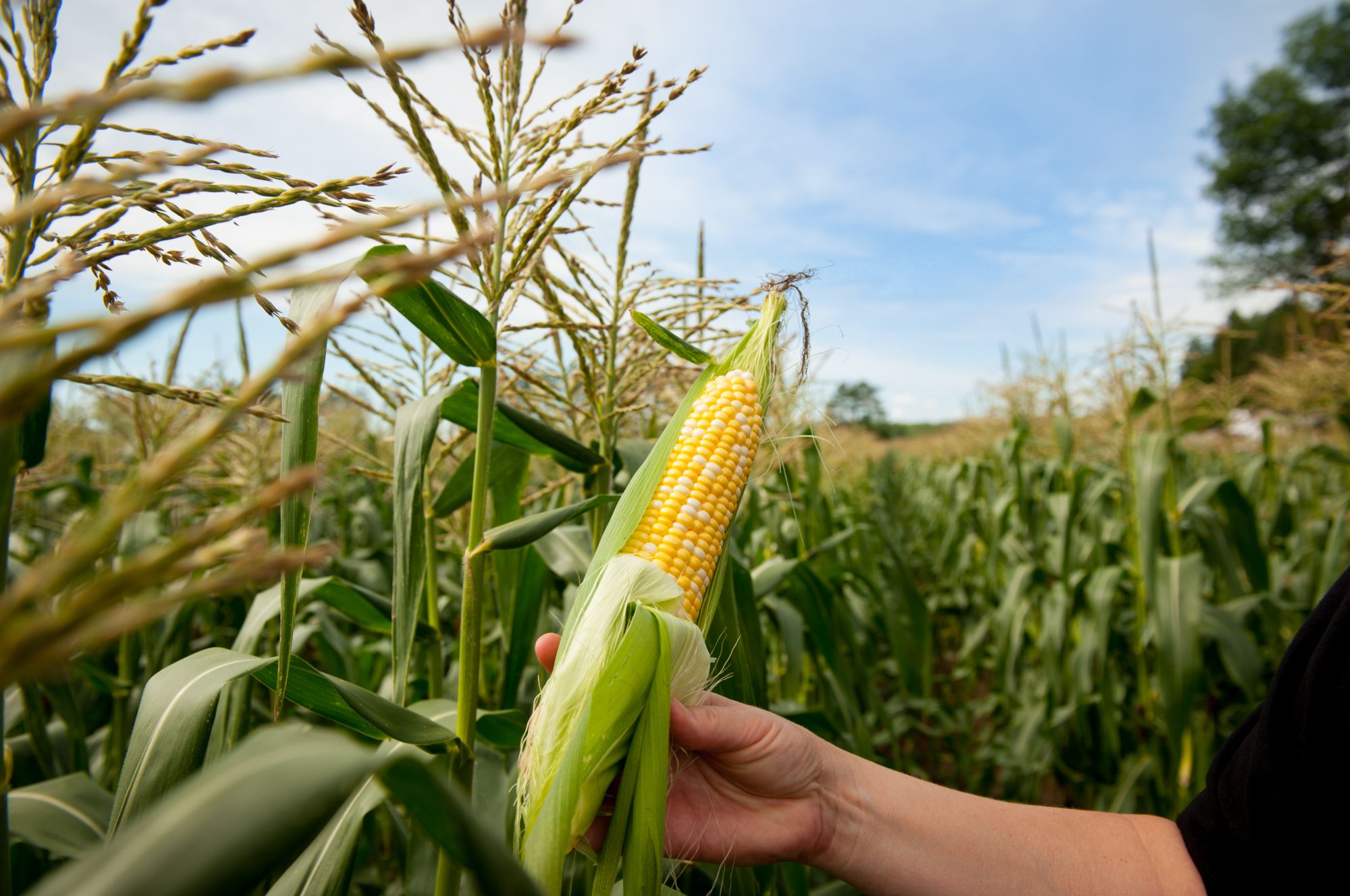 Sweet corn