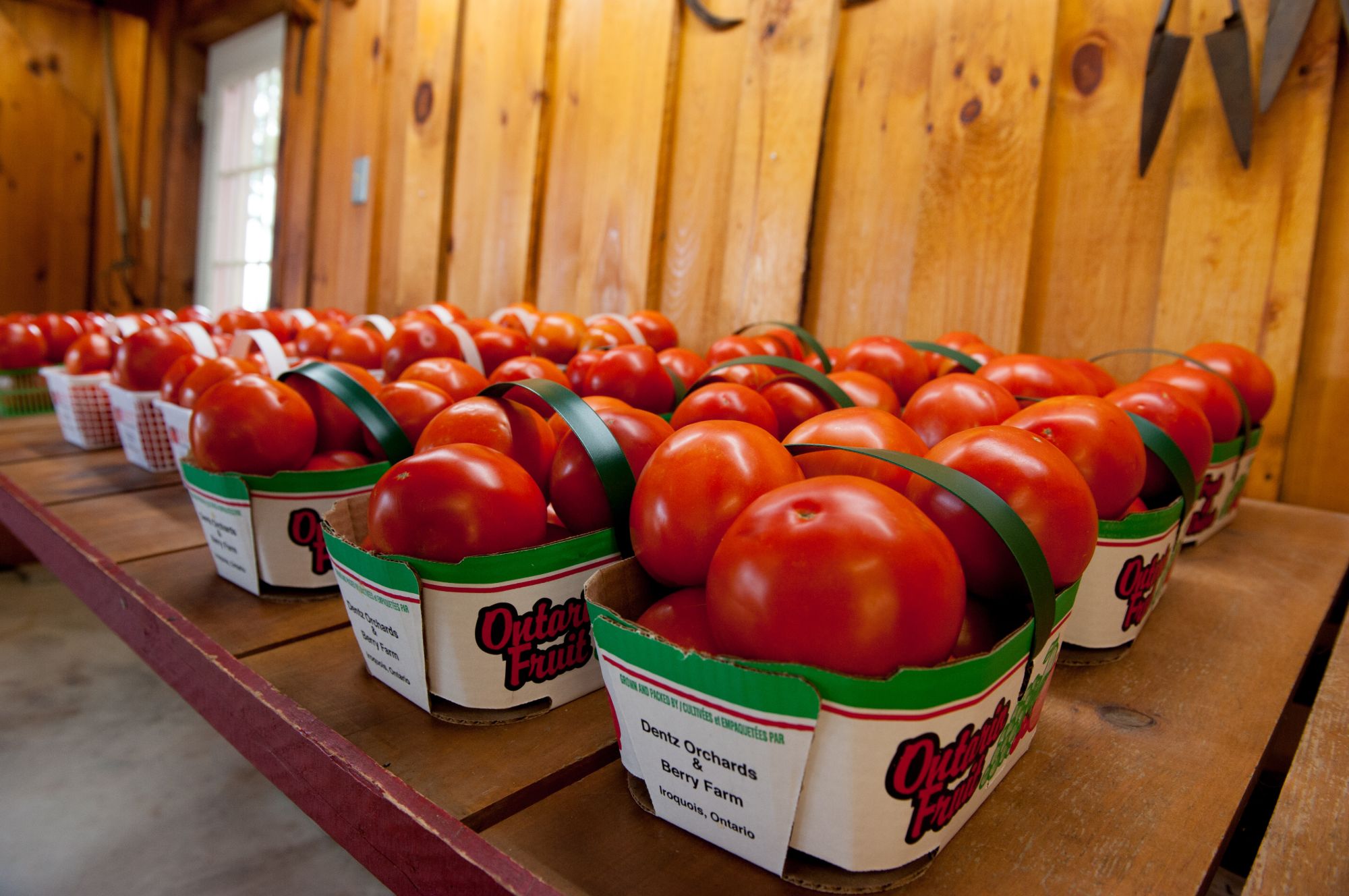 Tomatoes in baskets