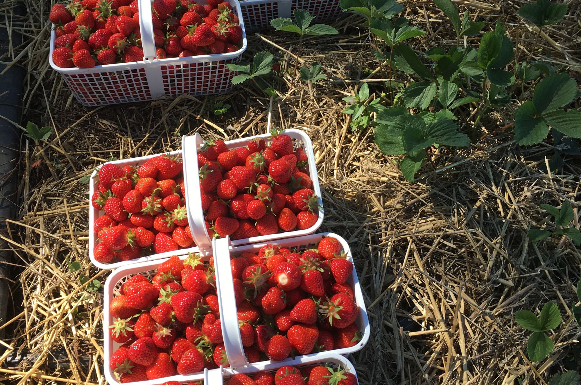 Pick-your-own strawberries