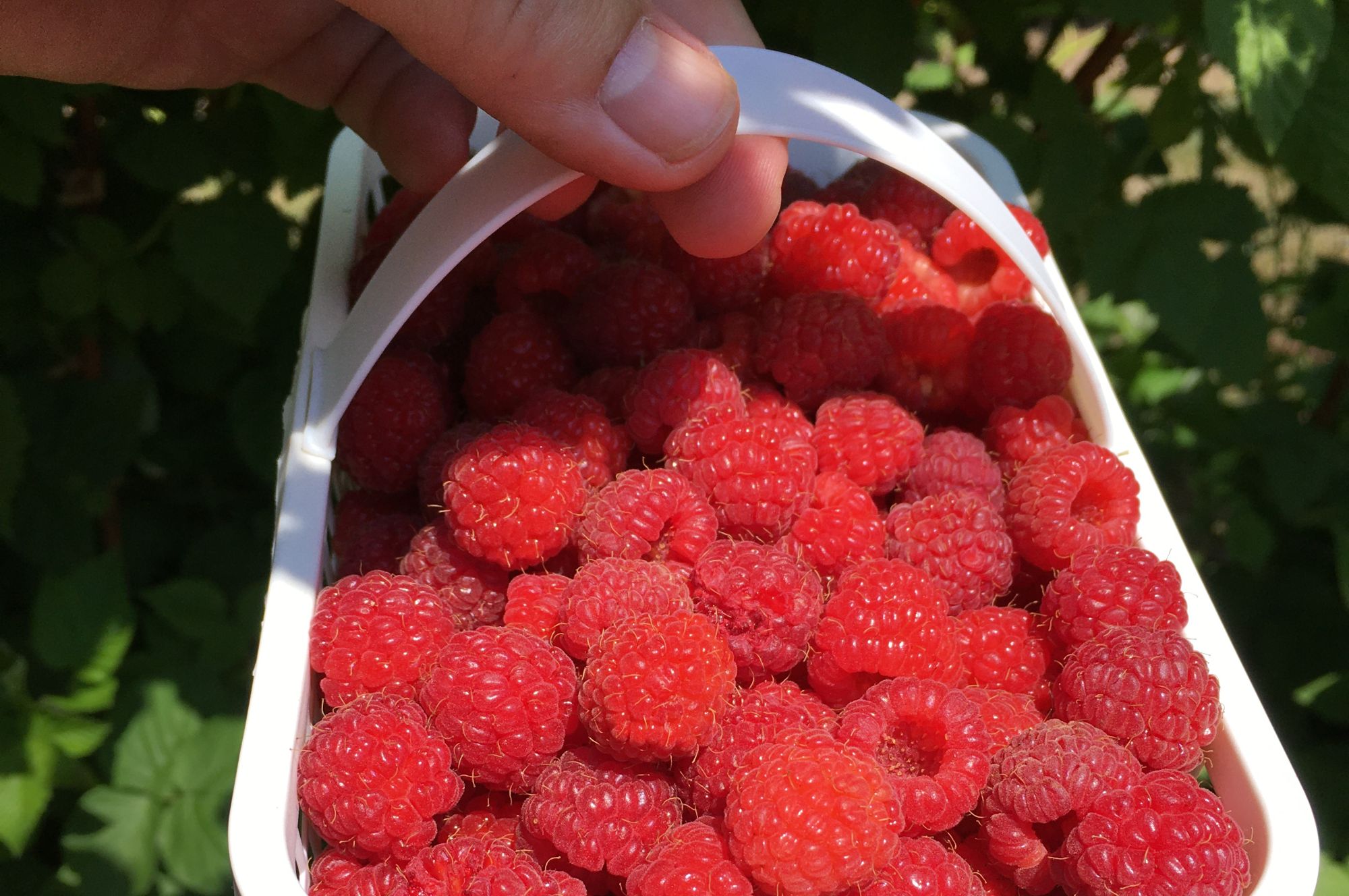 Pre-picked Raspberries