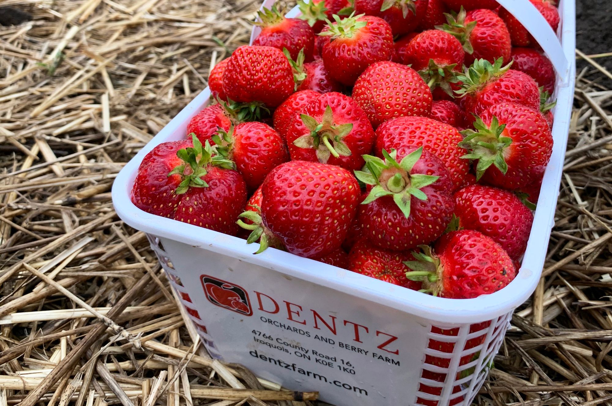 Pre-Picked Strawberries